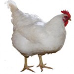 Интересные факты про курицу