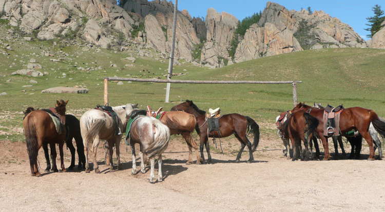 Лошади Монголии
