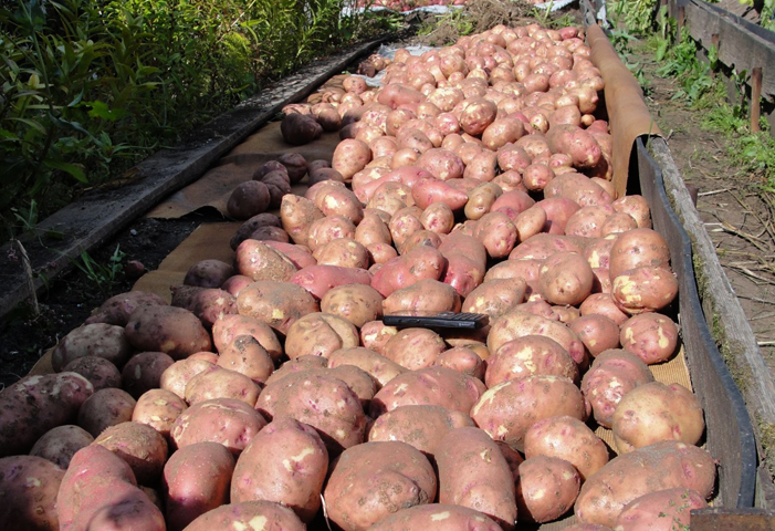 В какой стране больше всего выращивают картофель