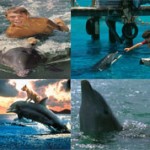 Лучшие фильмы про дельфинов: список и описание