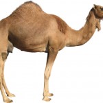 Интересные данные и факты про верблюдов