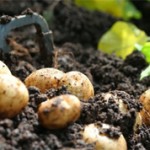 Страны-лидеры по выращиванию картофеля