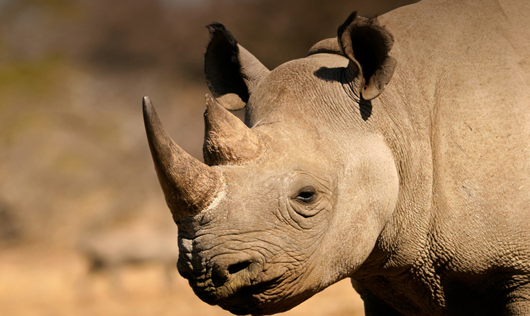 Рог у носорога