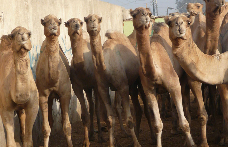 Рынок верблюдов