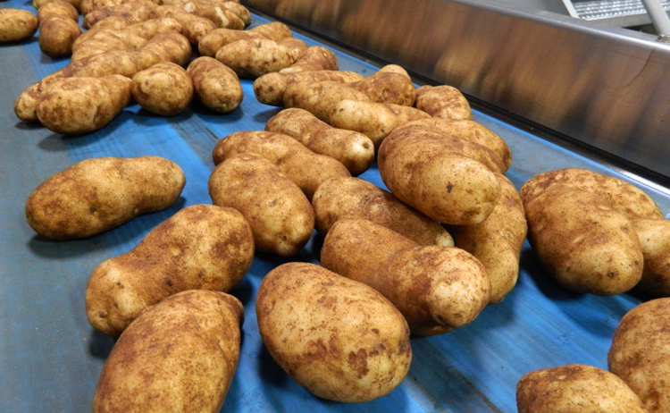 В какой стране больше всего выращивают картофель