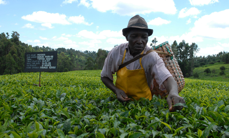 Выращивание чая в Кении