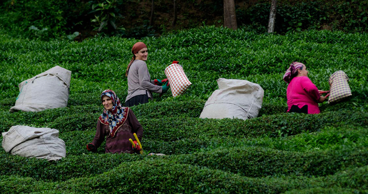 Плантации чая в Турции