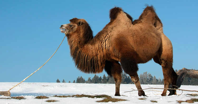 Монгольский верблюд