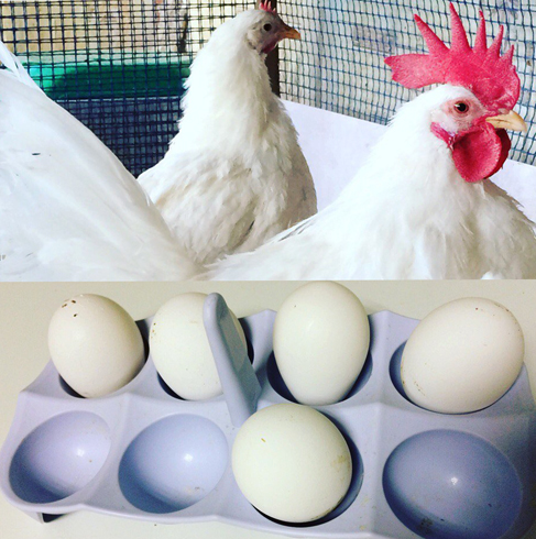 Яйца и куры