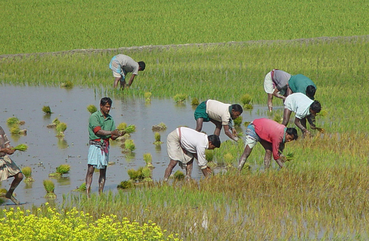 Рис в Бангладеше