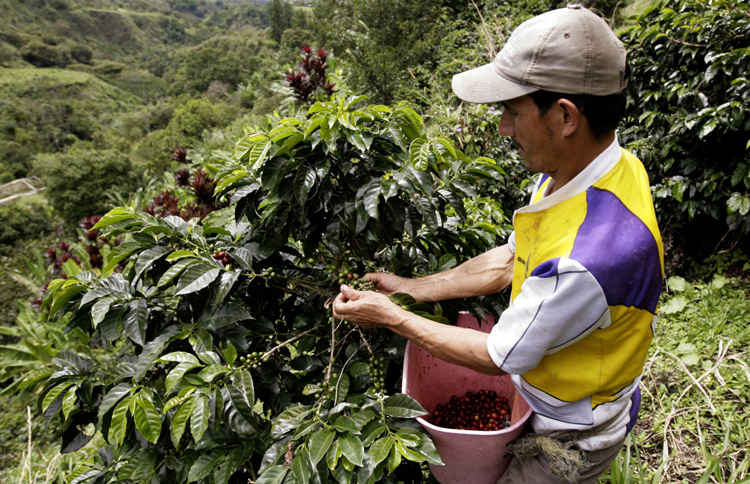 Страны — мировые лидеры по выращиванию кофе