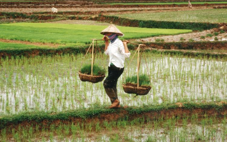 Рис во Вьетнаме