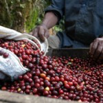 Страны — мировые лидеры по выращиванию кофе
