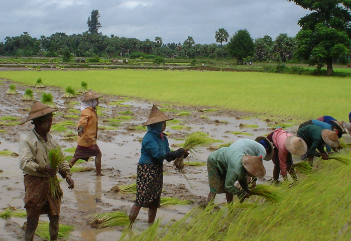 Страны-мировые лидеры по выращиванию риса