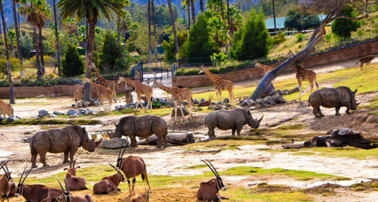 Зоопарк Сан-Диего