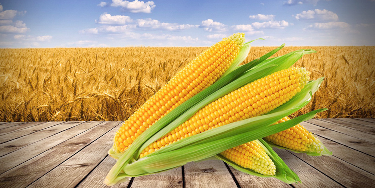 Американская кукуруза