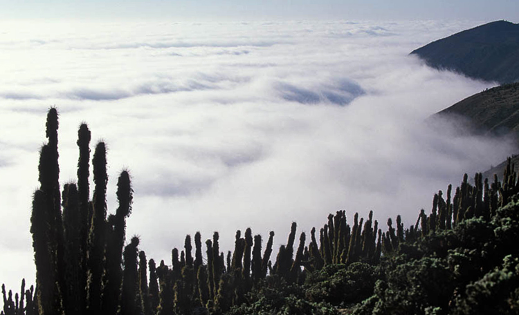 Туман в пустыне Атакама