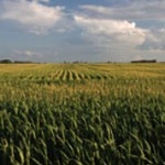 Страны-мировые лидеры по выращиванию кукурузы