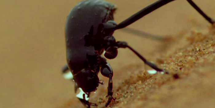 Намибийский жук
