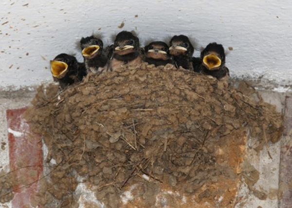 Гнездо с птенцами