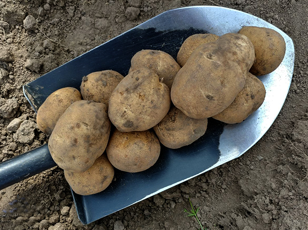 Картофель в лопате