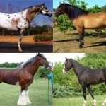 Самые красивые породы лошадей: фото и описание