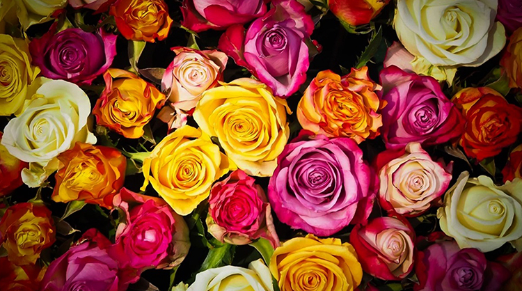 Розы разного цвета