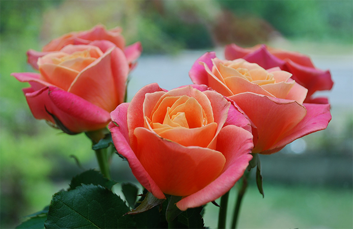 Красивые розы