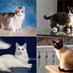 ТОП-10 самых красивых пород кошек