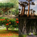 Самые красивые деревья мира