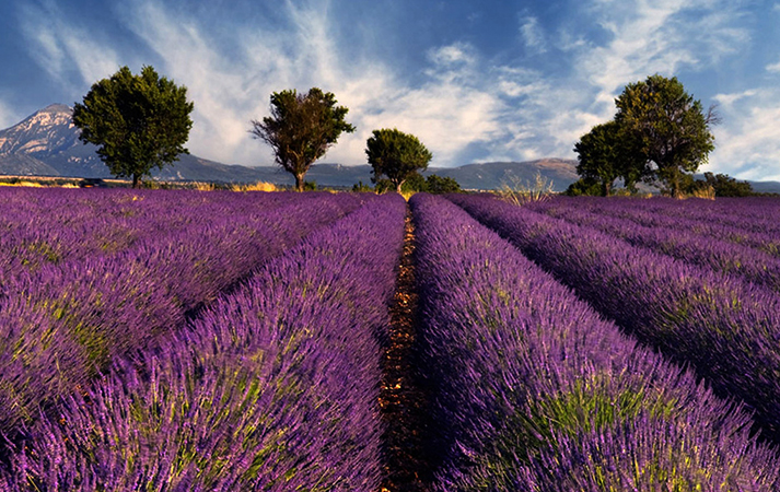 Лавандовые поля, Франция