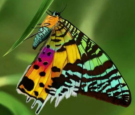 Мадагаскарская бабочка Урания