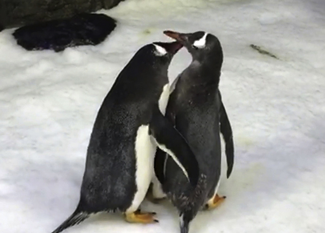Пара пингвинов