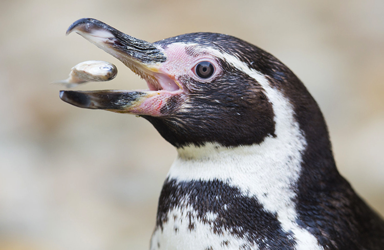 Пингвин кушает