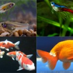 Самые красивые аквариумные рыбки