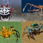 Самые красивые виды пауков на земле