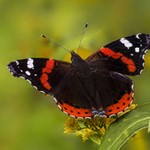 Бабочка Адмирал — интересные факты о насекомом