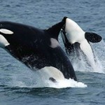 Интересные и необычные факты о китах