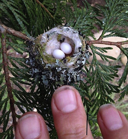 Яйца Колибри