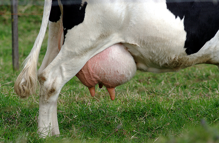 Молочная корова