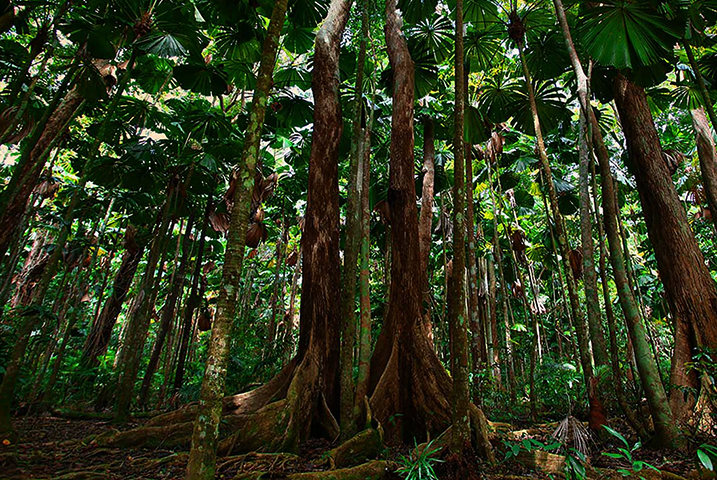 Тропический лес Дейнтри