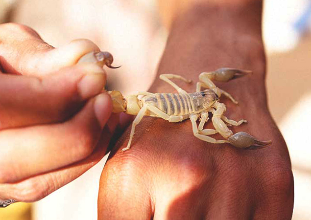 Скорпион на руке