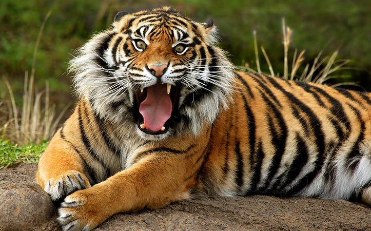 Злой амурский тигр
