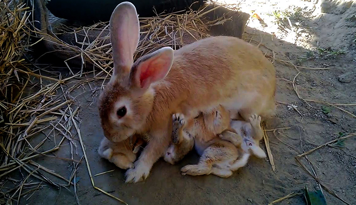 Крольчиха с малышами