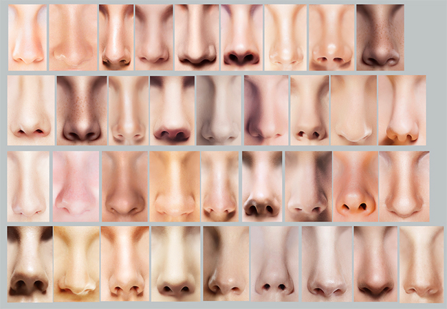 Разные типы носа