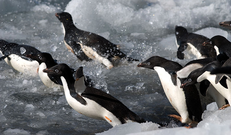 Пингвины Адели