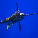 Рыба-меч — интересные и удивительные факты