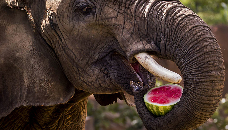 Слон кушает