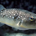 Интересные факты и сведения о рыбе фугу