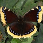 Бабочка Траурница — интересные факты